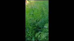1. МЕЧТЫ СБЫВАЮТСЯ! КУПИЛИ ДОМ! ОБЗОР ДОМА И УЧАСТКА