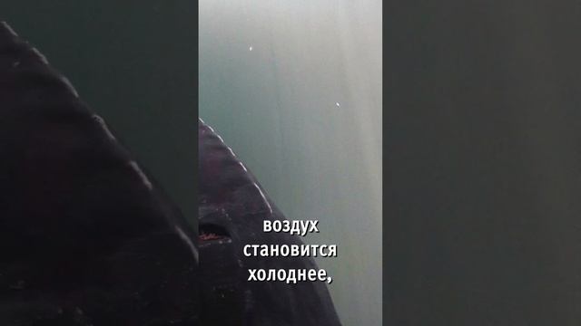 Зимовал s_4 #акваферма #осетр #разведениерыбы смотреть онлайн