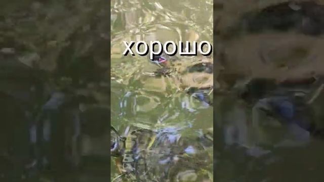 релакс у черепах. смотреть онлайн