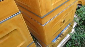 обработка пчел в августе шнурами ТЭДА от клеща Варроа и результат обработки через 8 часов