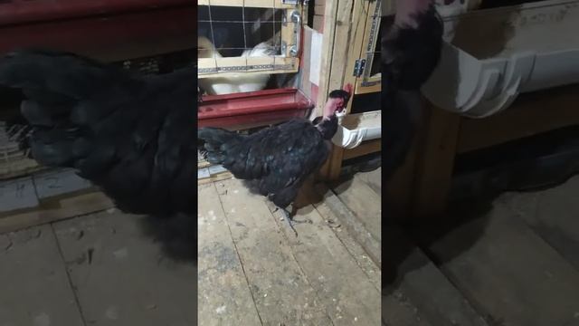 Французская голошейка