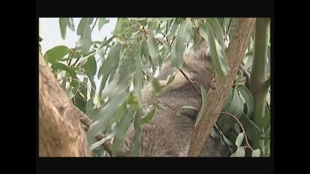 Кенгуру та коала – реальність та міфи. Kangaroo and koala - reality and myths смотреть онлайн
