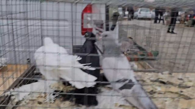 Голуби цены Птичий рынок г Прохладный смотреть онлайн