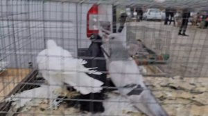 Голуби цены Птичий рынок г Прохладный