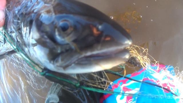 Да это супер улов!Это Бинго!Черпанул с канавы красной и белой! А ещё и корюшки! смотреть онлайн