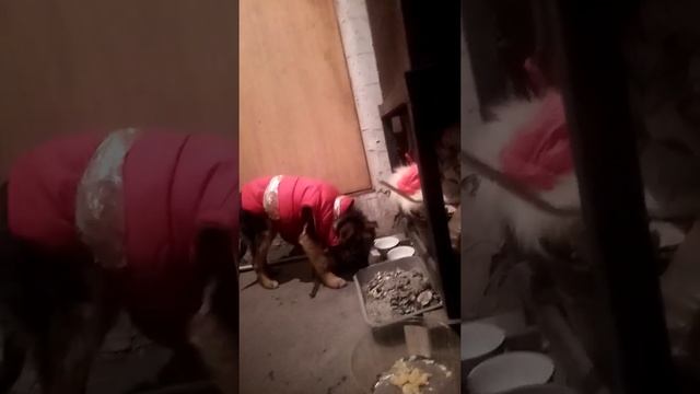 Джек 5 месяцев. На улице была зима. Было - 30. Холодно. Мороз. Щенок маленький быстро мёрнет!🐶🐕 смотреть онлайн