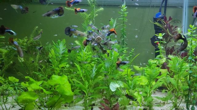 Most Beautiful Guppy In The World! The Red Mosaic Dragon Guppy смотреть онлайн