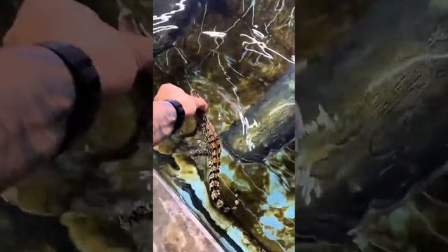 рыба хищник смотреть онлайн