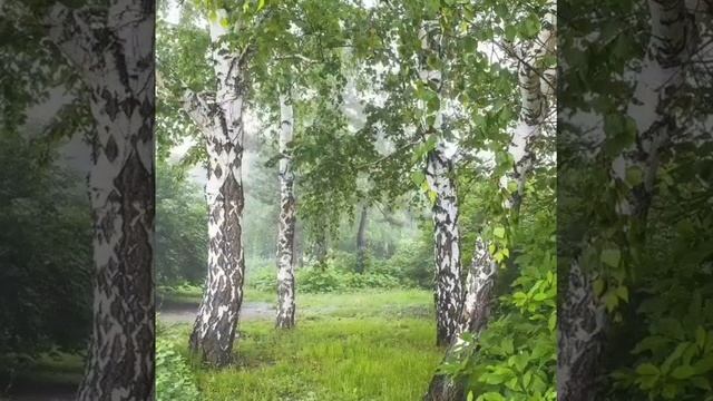Берёза (часть 2) моё личное стихотворение). смотреть онлайн