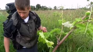 История появления Борщевика в СССР.