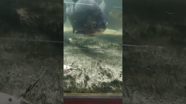 Водоросль Чёрная борода как почвопокровка в аквариуме смотреть онлайн