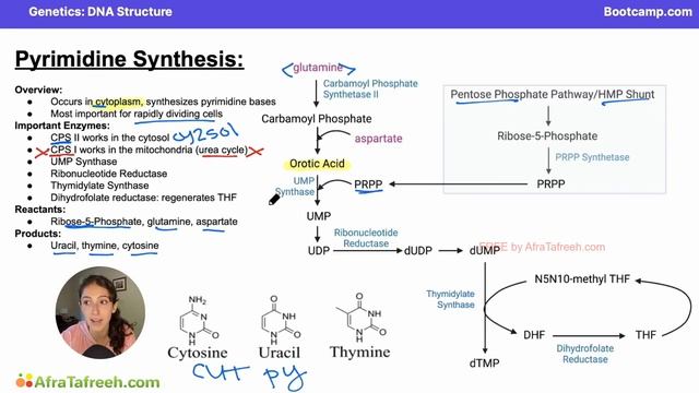 DNA Structure-6. Pyrimidine Synthesis atf смотреть онлайн