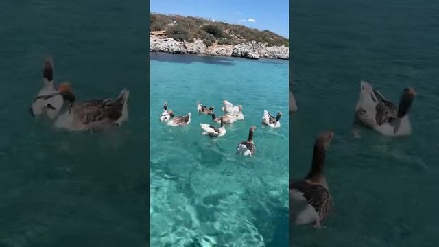 Гуси смотреть онлайн