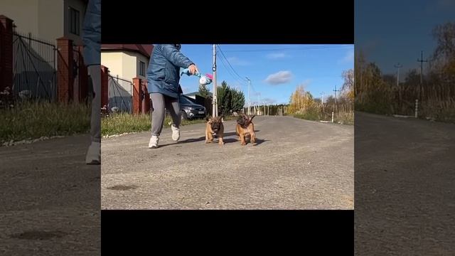 Обожаю этих малышек! #французскийбульдог #щенки #frenchbulldog #puppy #frenchbulldogs смотреть онлайн