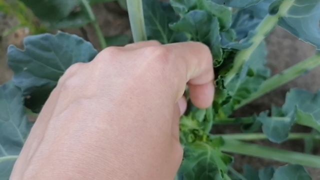 #россия#влог#компотвишневый Компот из вишни.Клубника заросла. Пародирую других БЛОГЕРОВ. смотреть онлайн