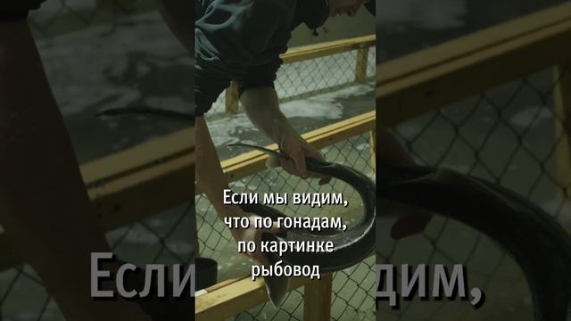 Получение Черной икры s3 смотреть онлайн