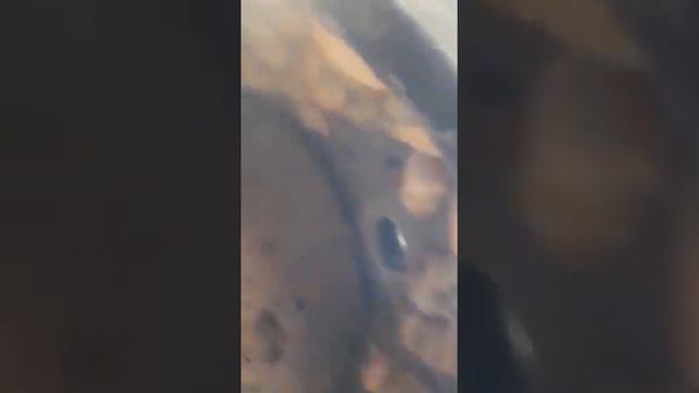 домашний самса смотреть онлайн