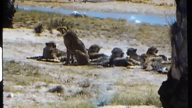 Found Super 8 Film - Trip Down West Coast Sept 1971, OCIR | drag racing смотреть онлайн