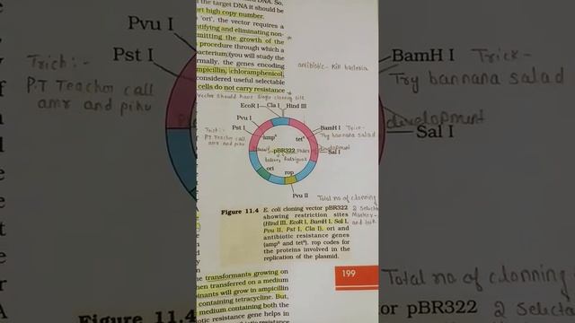 Trick to learn (E.coli cloning vectors pBR322 showing restriction sites )class 12 biotechnology смотреть онлайн