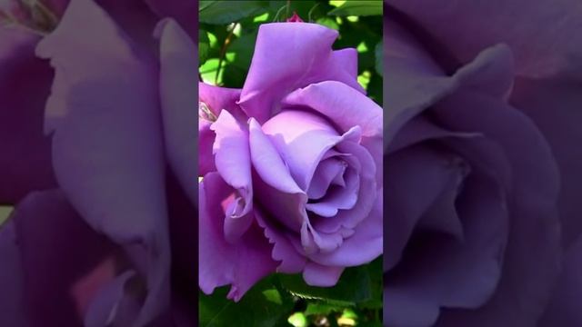 Сиреневые розы. Дмитрий Шлапак смотреть онлайн