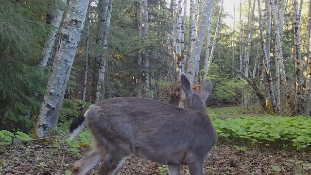 Field Notes: Trail Cameras Capture the Emergence of Spring on Vancouver Island смотреть онлайн
