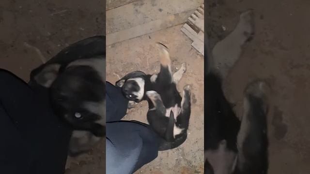 Маленький бездомный друг смотреть онлайн