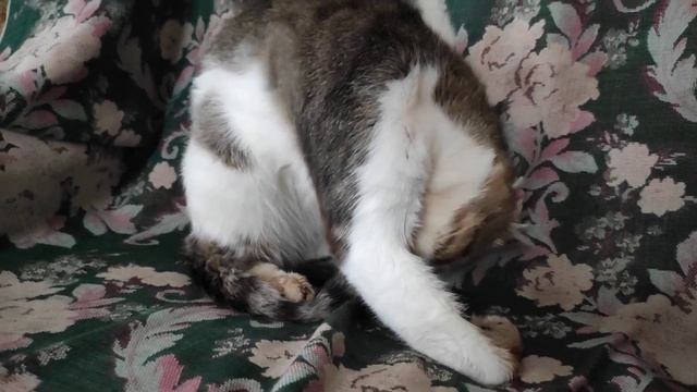 КОТ Мурчик вылизывается и купается. ЧИСТЫЙ кот. часть 1 смотреть онлайн