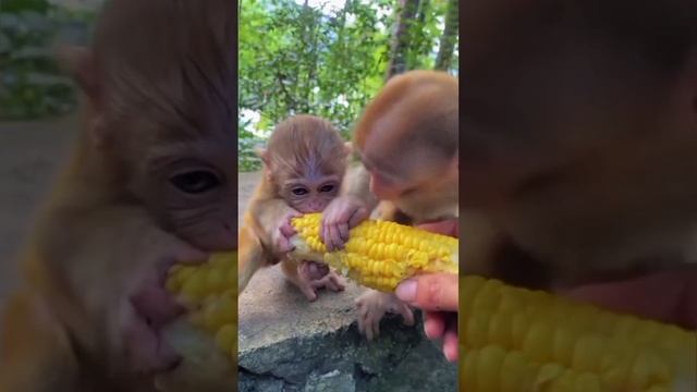 Monkeys🐒 Monkey life on the loose in the jungle /Обезьяны🐒 Жизнь обезьян на свободе в джунглях смотреть онлайн