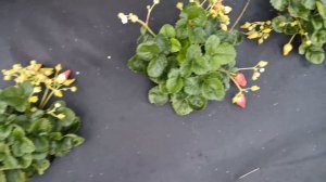 Клубника АДА на 22 сентября.Редкий ремонтантный сорт.Три месяца после высадки.