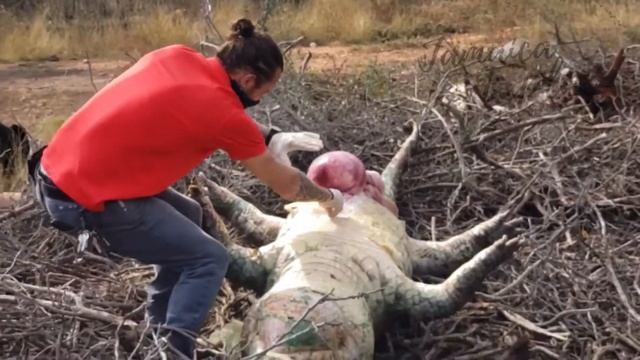 Crocodile cut open in Hellshire, Portmore, Jamaica смотреть онлайн