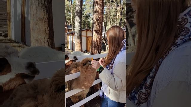 Кормлю альпак 🦙 смотреть онлайн