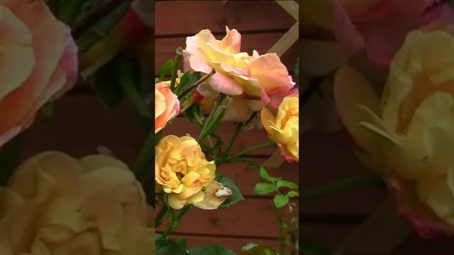 Пёстрые розы. Дмитрий Шлапак смотреть онлайн