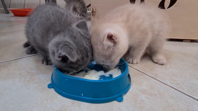 5 котят кошки Фокси, милые смешные котики питомцы Даринелка/5 kittens foxy cats cute funny cats pet смотреть онлайн