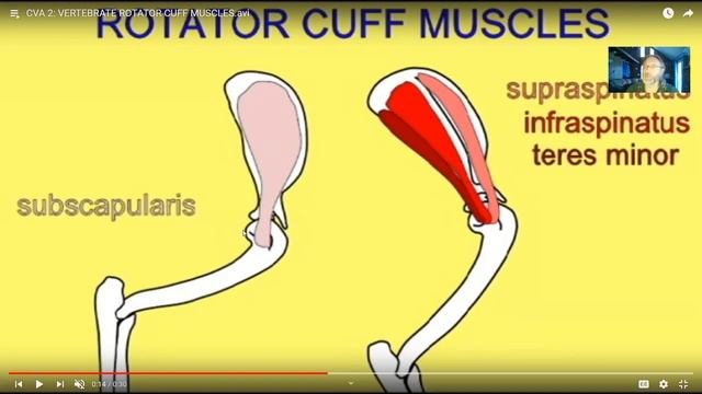 Vertebrate Arm & Trunk Muscles