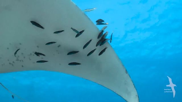Manta Ray Magic смотреть онлайн