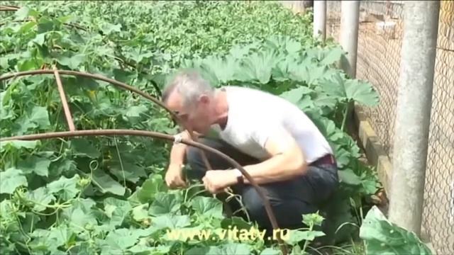 Доктор Попов - лечение геморроя смотреть онлайн
