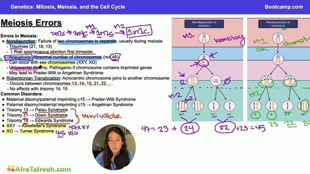 Mitosis, Meiosis, and the Cell Cycle-3. Meiosis Errors atf смотреть онлайн