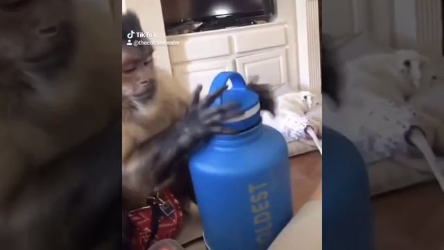 Curious George unboxing a water bottle. смотреть онлайн