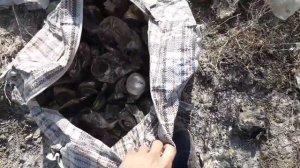 Собирал алюминивых банок 15кг,металл 27кг и 300г меди! ЗАРАБОТАЛ 1300рубль после обеда!)