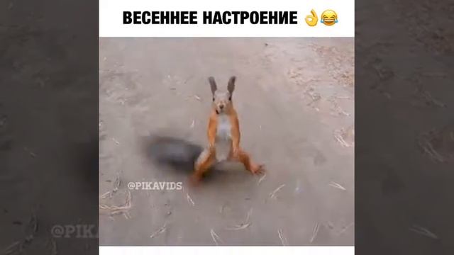 Белка псих смотреть онлайн