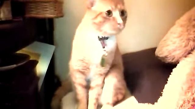 Sleepy Cat see invisble things in room and on ceiling смотреть онлайн