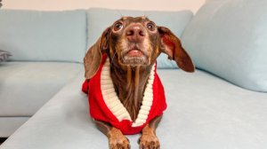 ЧАПИ ВЫБИРАЕТ: ГОЛУБОЙ ИЛИ РОЗОВЫЙ?💖💙