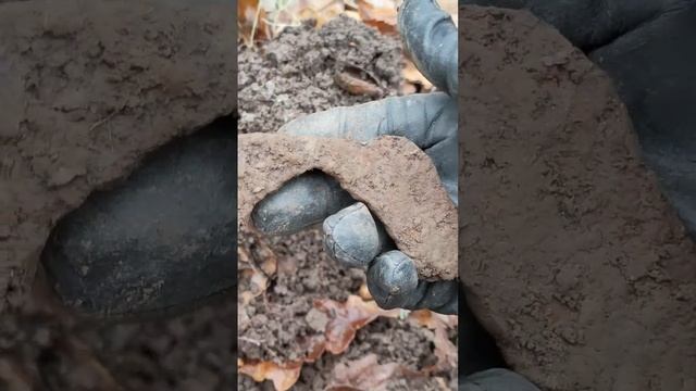 Подкова бабочка