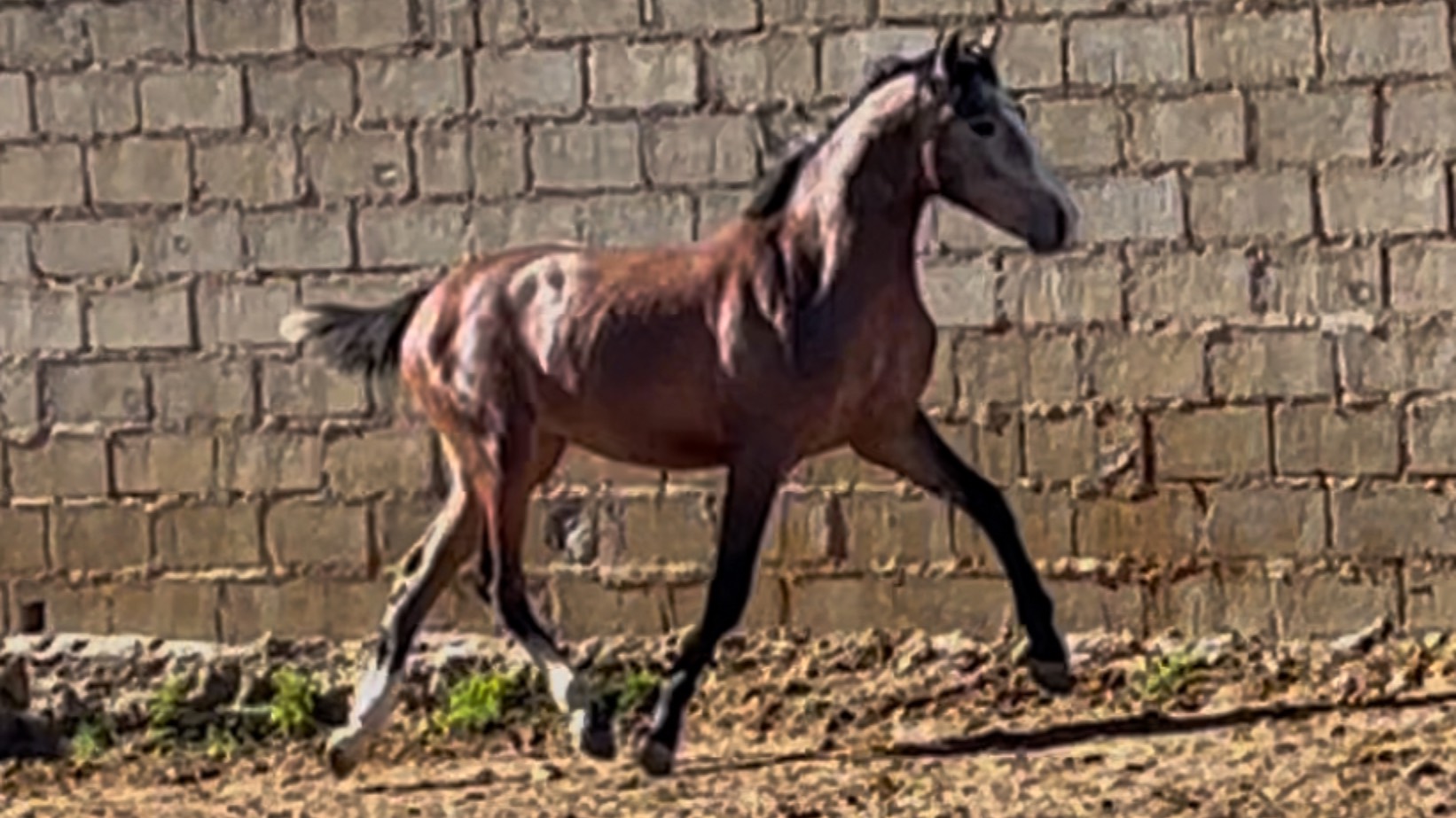 TRAVIESO (ОЗОРНОЙ)