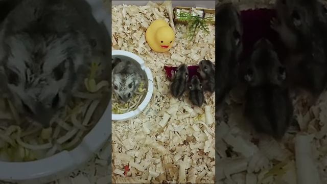 Hamster #Babies Yummy Time смотреть онлайн