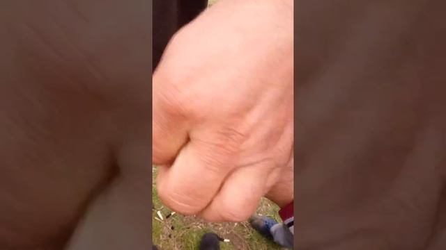 Купирование ушей и хвоста у собак. Алабай смотреть онлайн