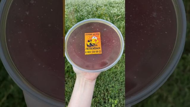 Натуральный мёд из Сибири#shorts #мёд #пчёлы смотреть онлайн