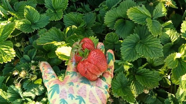 ЧАМОРА ТУРУСИ. Поздний сорт клубники с гигантской ягодой. смотреть онлайн