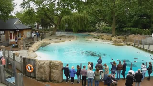 10 ЛУЧШИХ ЗООПАРКОВ МИРА. Зоопарки смотреть онлайн