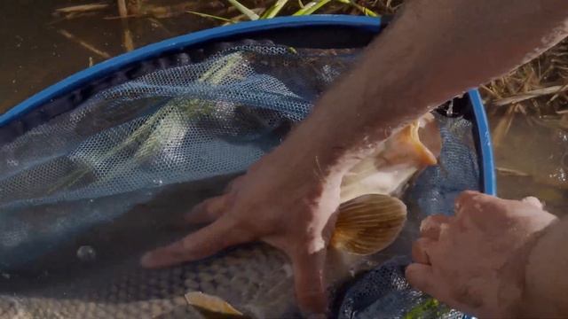 Feeder nebo kaprařina смотреть онлайн